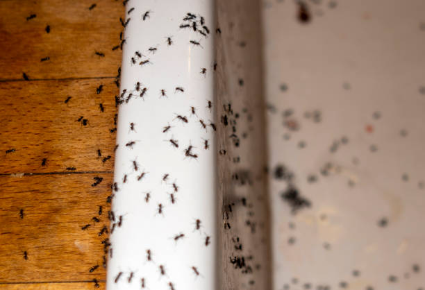 Best Best Pest Control Companies  in Parrish, AL